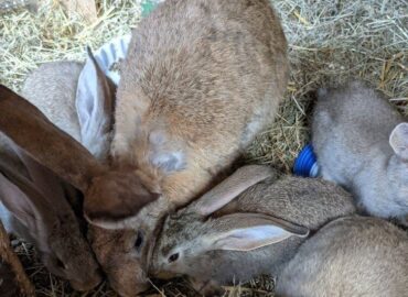 Rabbits