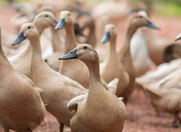 DUCK FARMING