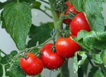 Luwate Agro Inv tomatoes