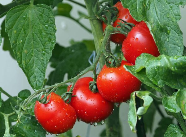 Tomatoes - Image 4
