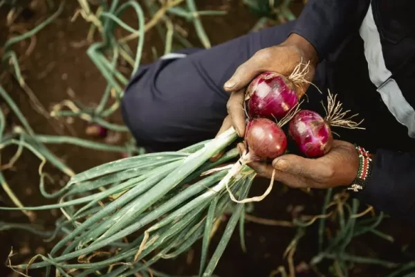 Onions - Image 6
