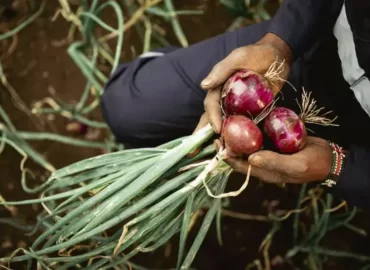 Onions