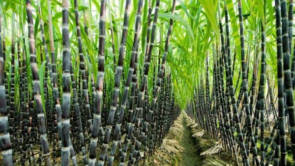 Sugar-Cane - Image 3