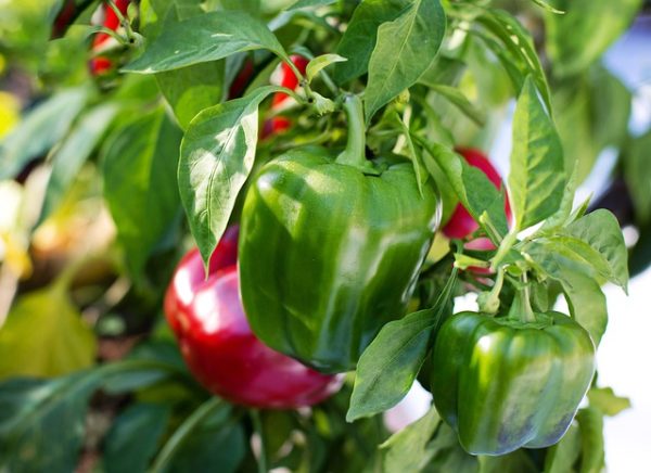 Green Pepper