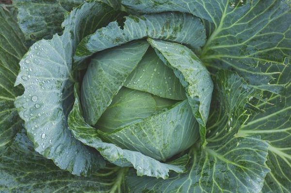 Green Cabbage - Image 3