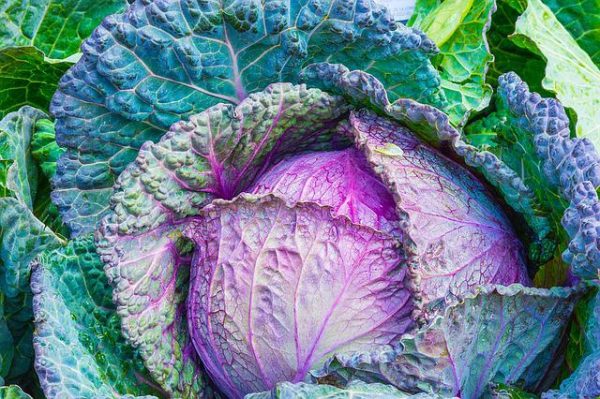 Red Cabbage - Image 5