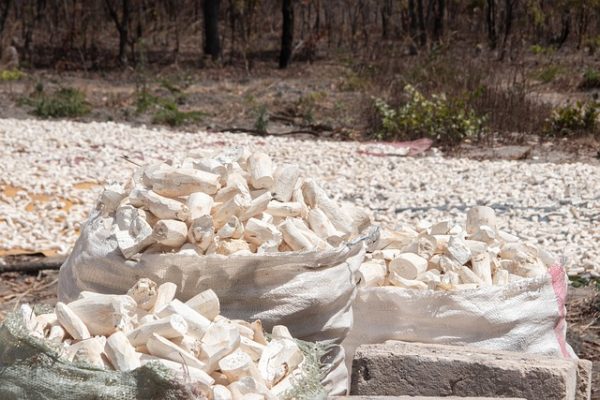 Cassava - Image 3