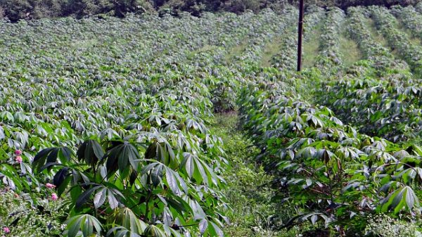 Cassava - Image 4