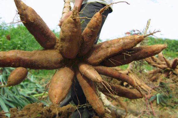 Cassava - Image 6
