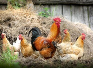 chickens