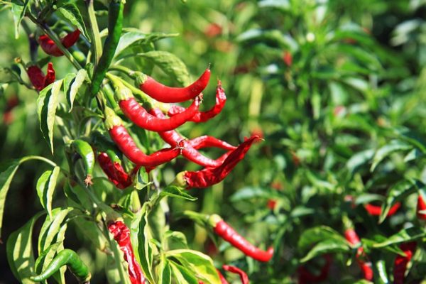 Chilli Pepper - Image 2