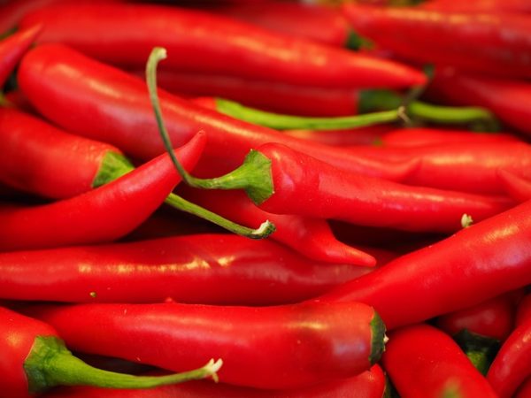Chilli Pepper - Image 7