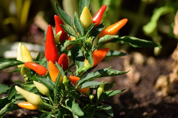 Chilli Pepper - Image 3