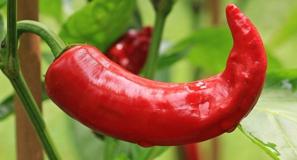 Chilli Pepper - Image 4