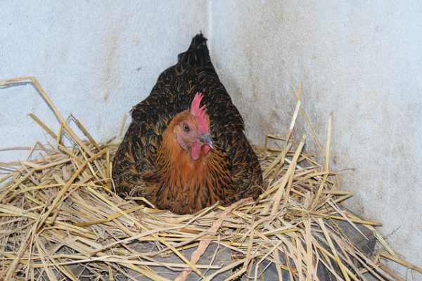 Local Eggs - Image 2