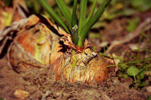 Onions - Image 2