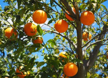 oranges