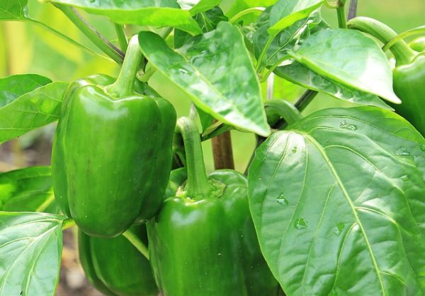 Green Pepper - Image 4