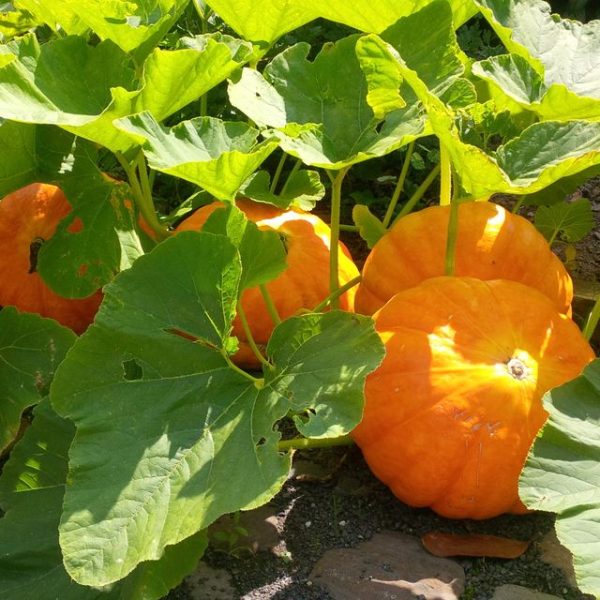 Pumpkins - Image 4