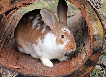 rabbits