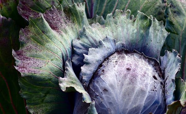 Red Cabbage - Image 3