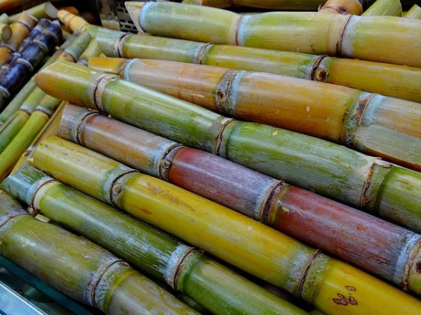 Sugar-Cane