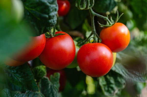 Tomatoes - Image 5