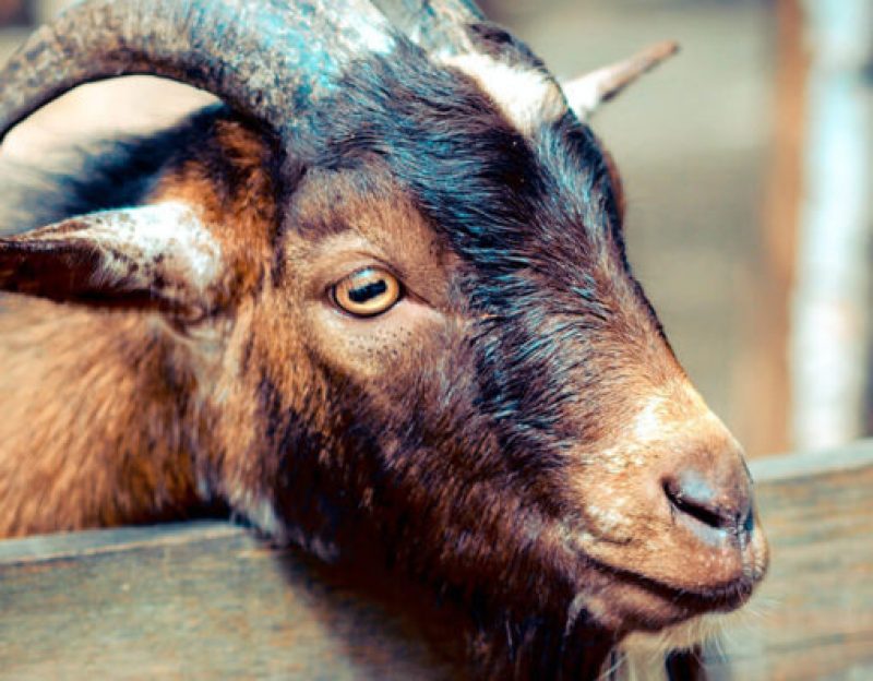 Goats