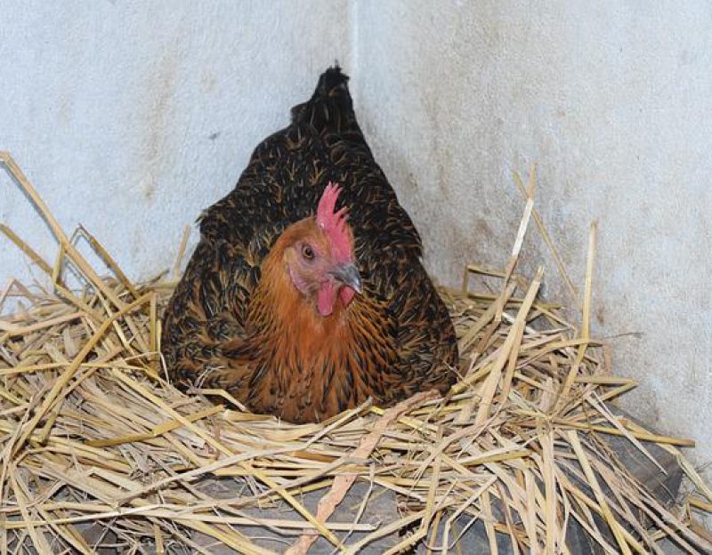 local-organic-chicken