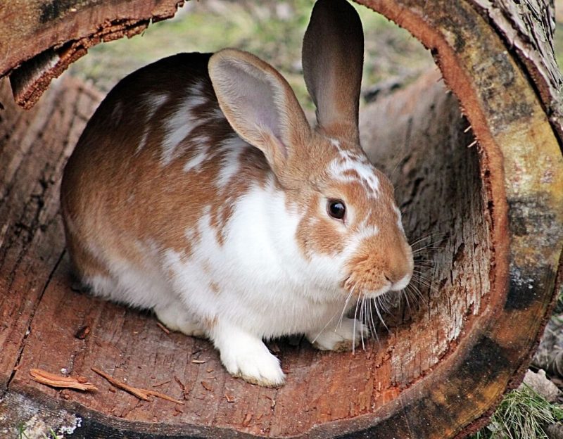 rabbits