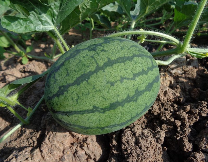 watermelon-551235_960_720